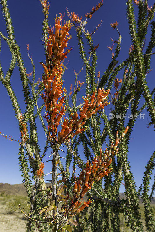 Fouquieria splendens, ocotillo，也被称为马鞭，蜡烛木，slimwood，沙漠珊瑚，Jacob's staff, Jacob cactus，和藤本仙人掌是一种原产于美国西南部索诺拉沙漠和奇瓦瓦沙漠的植物。禅师